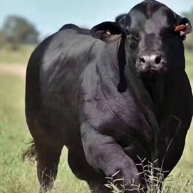 京栋优质牛羊肉